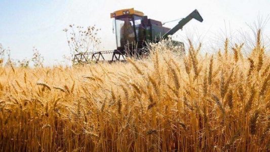 برداشت 50 درصد گندم خوزستان/میزان خسارت بارندگی به اراضی اعلام می شود
